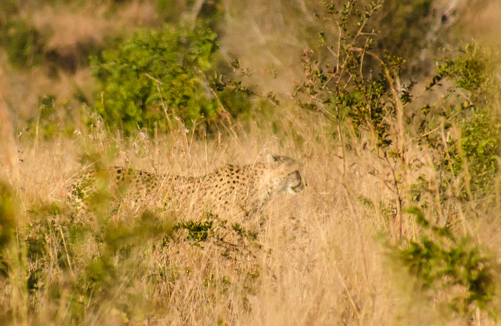 Cheetah by salza