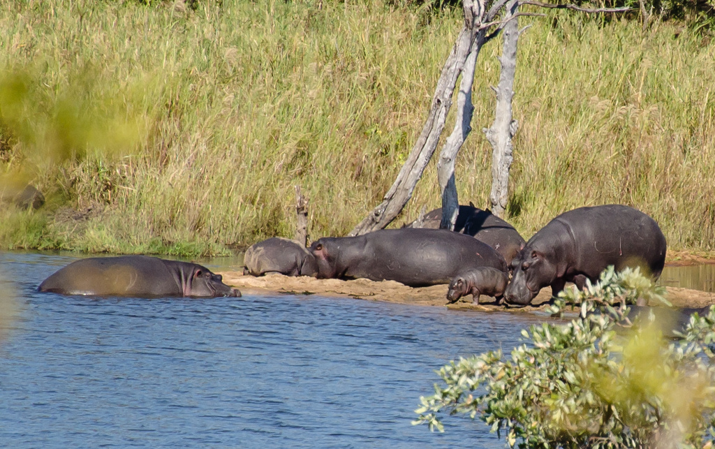 Hippo Family by salza