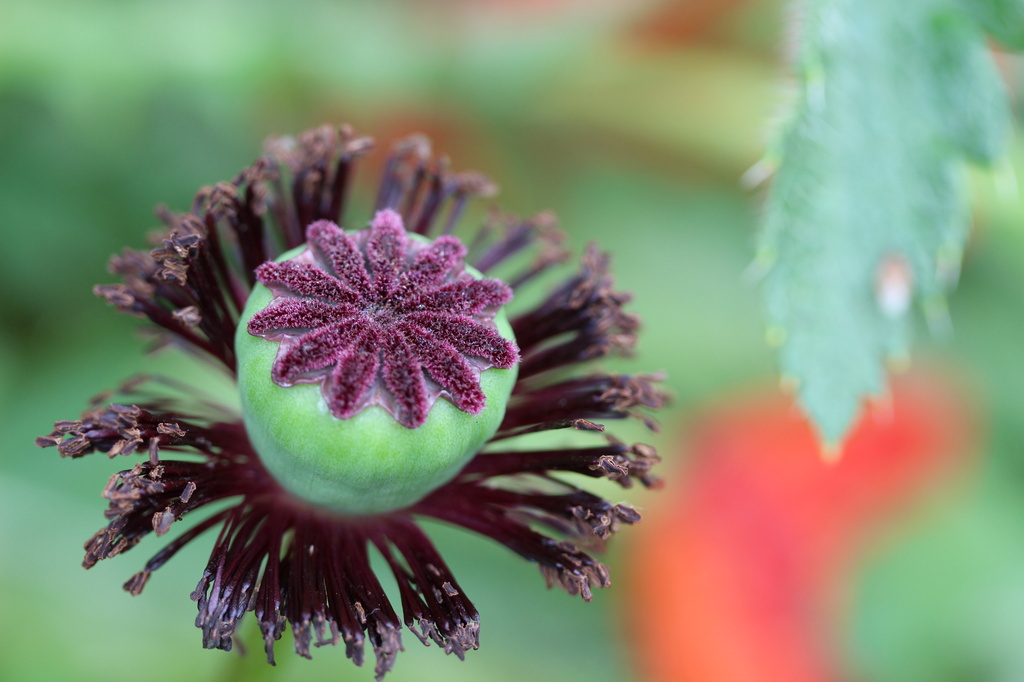 Papaveraceae (Poppy) seed ball by pyrrhula