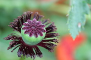 17th Jun 2014 - Papaveraceae (Poppy) seed ball