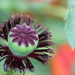 Papaveraceae (Poppy) seed ball by pyrrhula