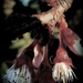 Muddled Blossom by maggiemae