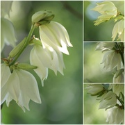 17th Jun 2014 - The Study of the Yucca