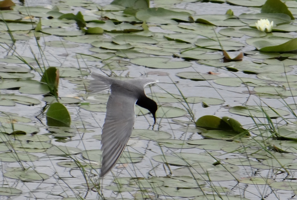 Black Tern feeding in a wetland by annepann