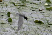 13th Jun 2014 - Black Tern feeding in a wetland