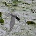 Black Tern feeding in a wetland by annepann