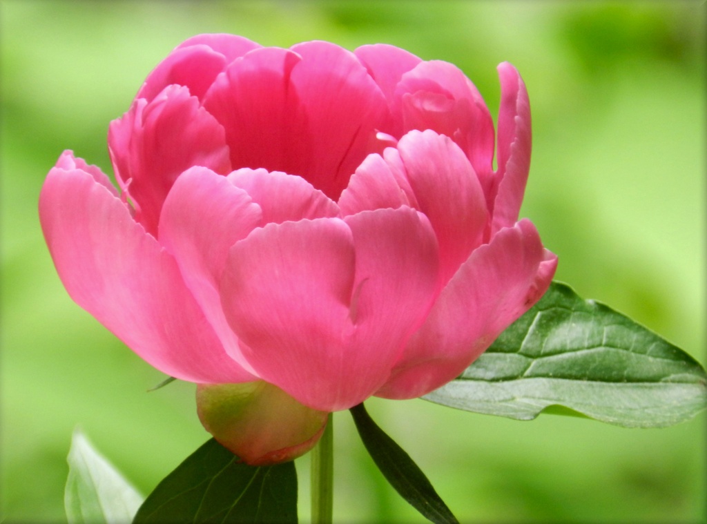 Pretty Pink Peony by paintdipper