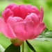Pretty Pink Peony by paintdipper