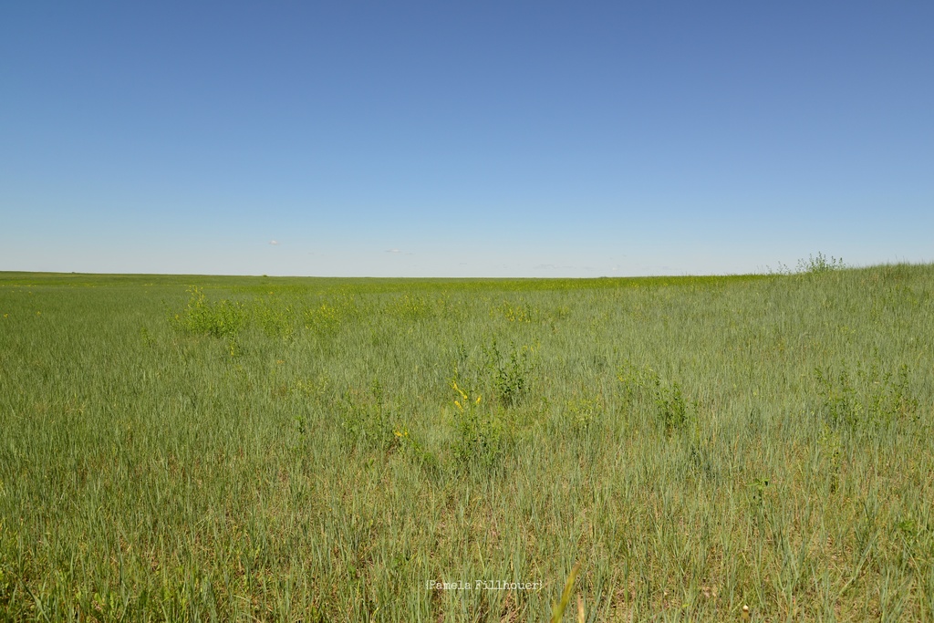 the prairie... by earthbeone