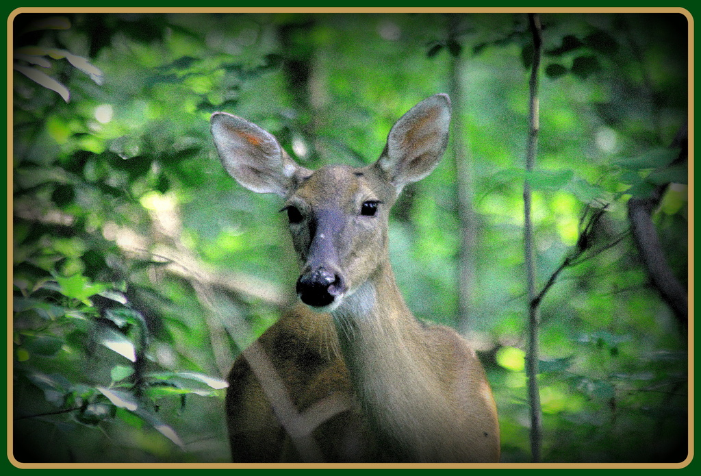 Deer in Woods by vernabeth