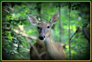 18th Jun 2014 - Deer in Woods