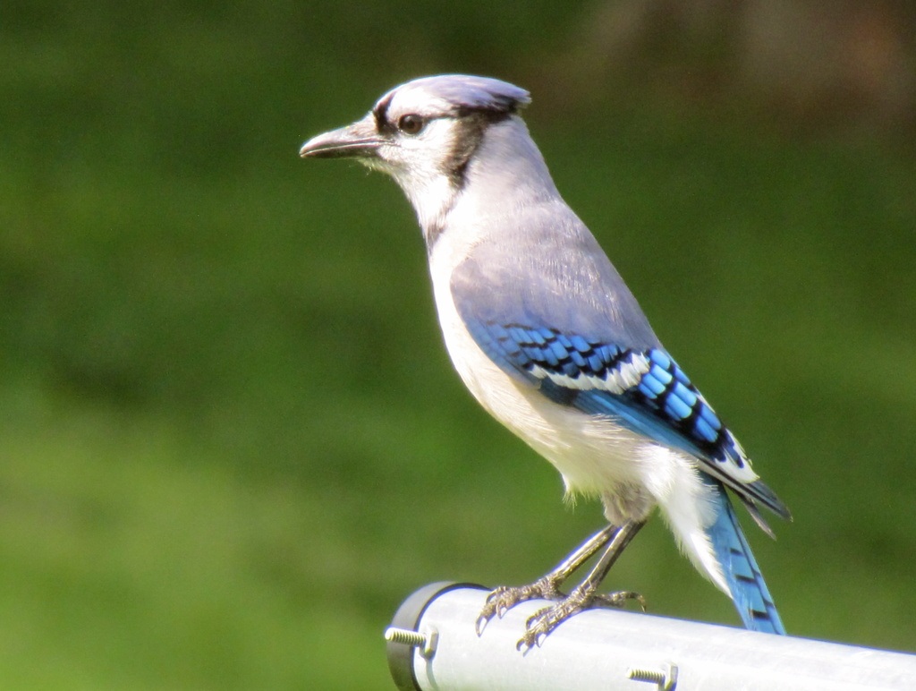 Bluejay by juletee