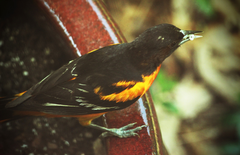 Oriole  by mzzhope
