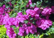 18th Jun 2014 - Bougainvillea.