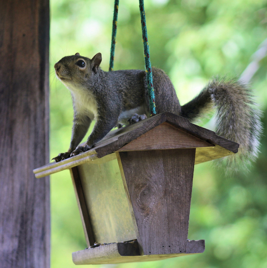 Remember the out of reach feeder? by cjwhite