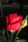 13th Jun 2014 - Red Rose