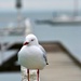 Gull by teodw