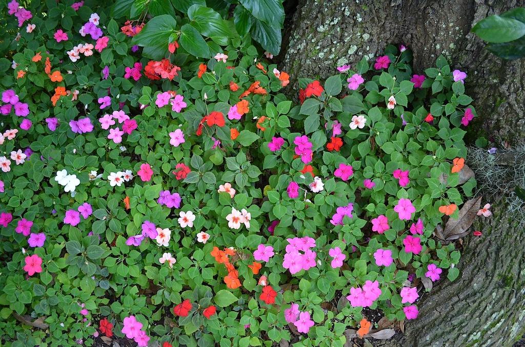 Bed of impatiens and oak tree, Magnolia Gardens, Charleston, SC by congaree