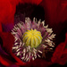 18th June 2014 - The heart of the poppy by pamknowler