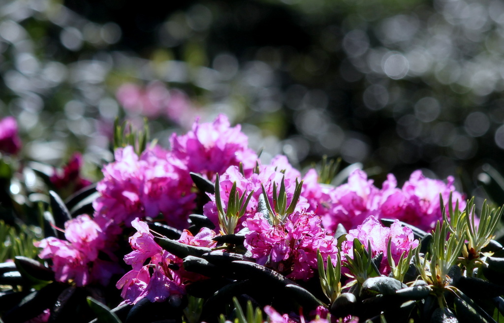 Rhododendron in the Sunshine by calm