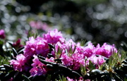 13th Jun 2014 - Rhododendron in the Sunshine