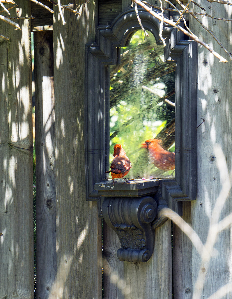 Cardinal Reflection by gardencat