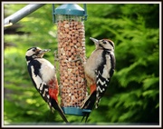 18th Jun 2014 - Woodpeckers galore