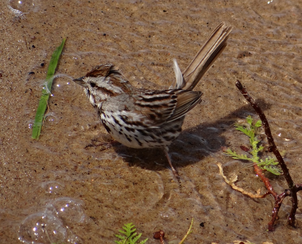 Song Sparrow caught in a wave by annepann