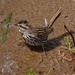 Song Sparrow caught in a wave by annepann