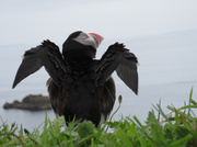 29th May 2014 - Drying Puffin