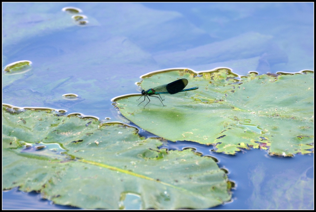 On top of a lily pad by rosiekind