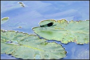 18th Jun 2014 - On top of a lily pad