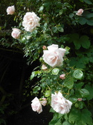 16th Jun 2014 - A cascade of roses....