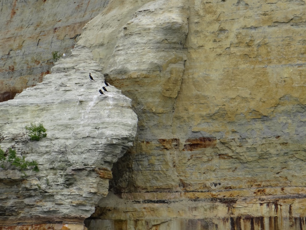 Cormorants at Pictured Rocks by annepann
