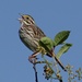 Savannah Sparrow by annepann