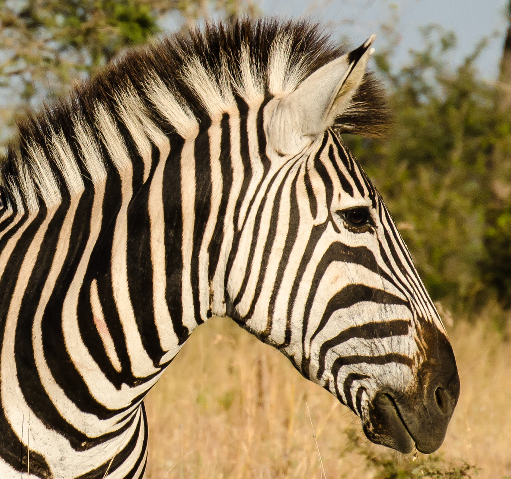 Zebra by salza