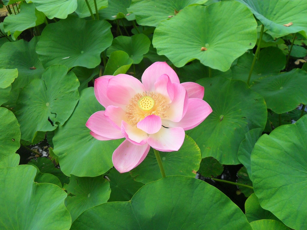 Pink water lily 🌺 by tiss