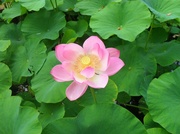18th Jun 2014 - Pink water lily 🌺