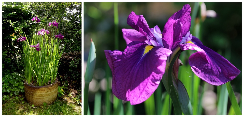 Iris purple by pyrrhula