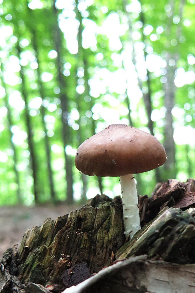 Wild mushroom! by fayefaye