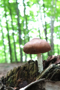 18th Jun 2014 - Wild mushroom!