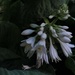 Giant hosta bloom by loweygrace