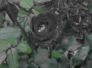 11th Jun 2014 - The Illusive Black Rose
