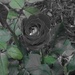 The Illusive Black Rose by brillomick