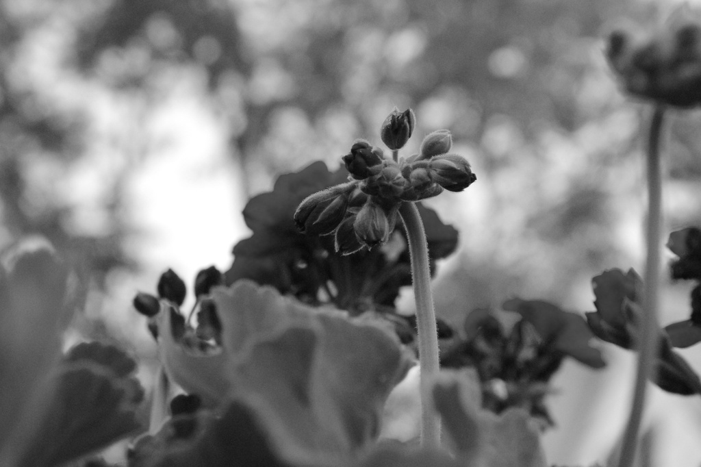 Geraniums in black & white by randystreat
