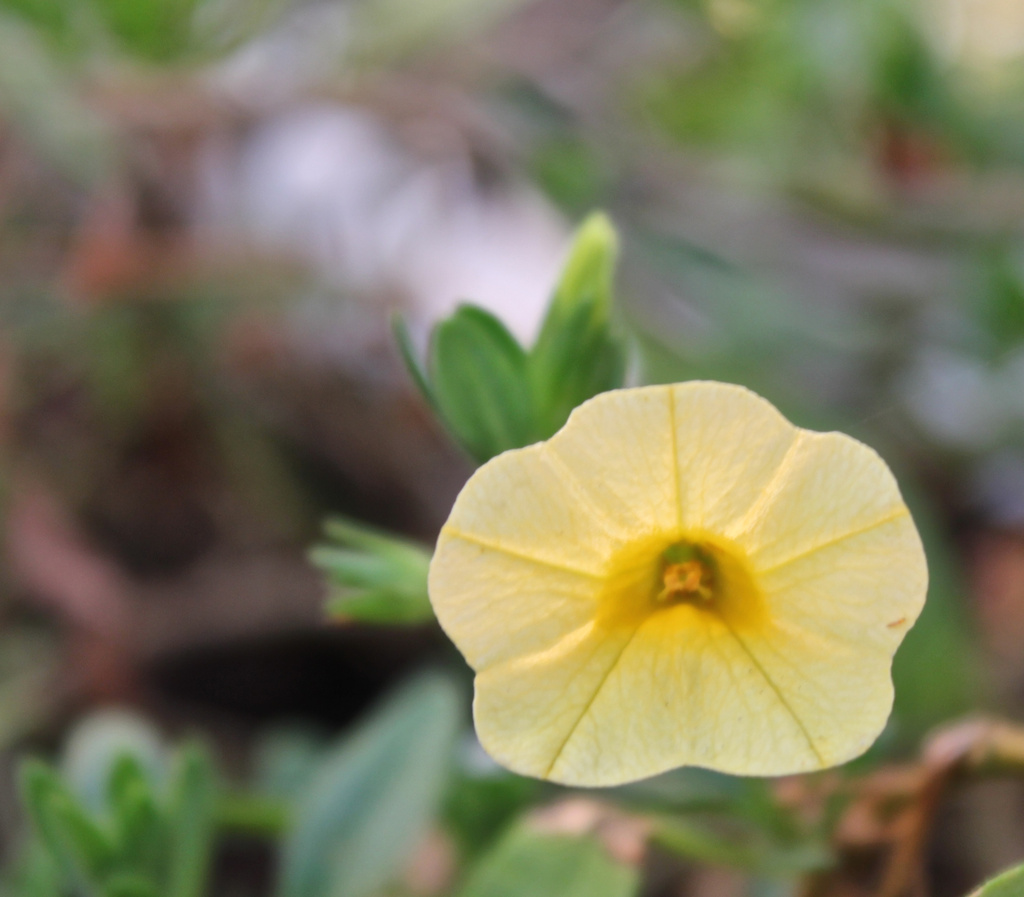 Yellow petunia by randystreat