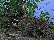 18th Jun 2014 - A Box Of Quackers