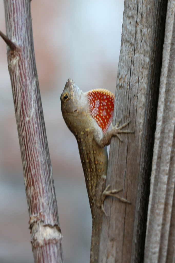 Male Lizard by ingrid01