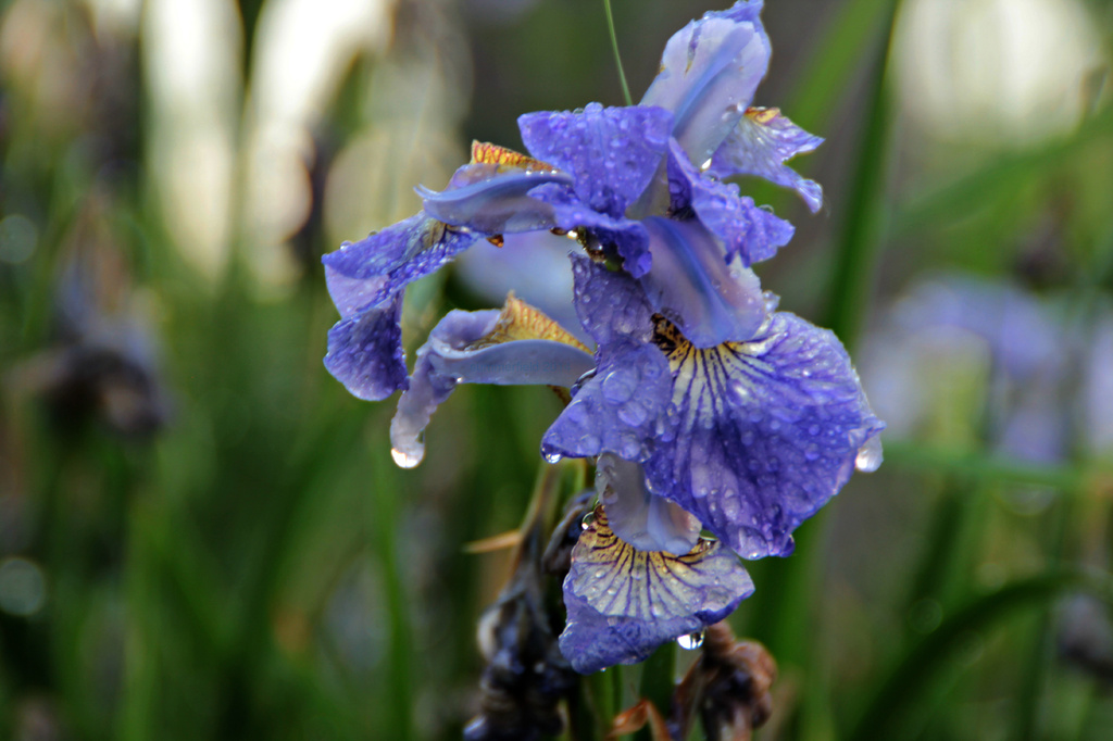 rain-soaked iris by summerfield
