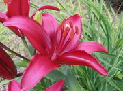 18th Jun 2014 - Wine Lily